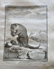 Natural History 1765 Sloths Mice Bats Rodents rare book 59 fine engraved plates
