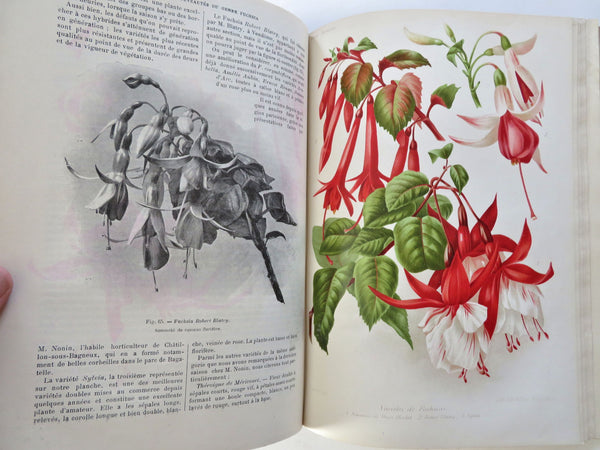 Horticultural Review 1909 Botanical Journal 24 color litho plates flowers fruits