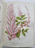 Horticultural Review 1907 Botanical Journal 24 color litho plates flowers fruits