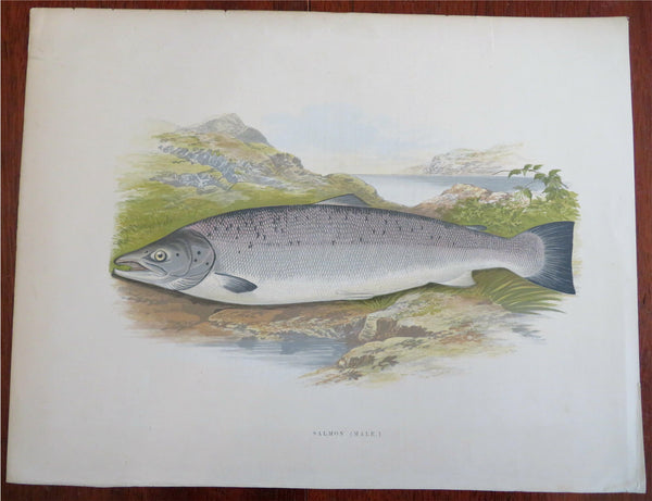 Male Salmon Fish Landscape View c. 1890 rare colorful printed graphic print