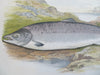 Male Salmon Fish Landscape View c. 1890 rare colorful printed graphic print
