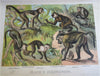 Johnson's Animal Kingdom Zoology 1880 illustrated 64 color plates leather book