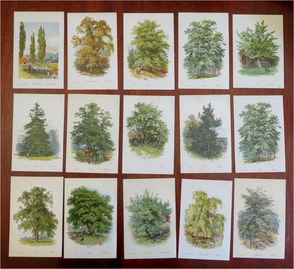 Tree Prints Lot x 15 color chromolithographed c. 1890's Holly Ash Spruce Walnut