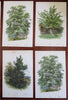 Tree Prints Lot x 15 color chromolithographed c. 1890's Holly Ash Spruce Walnut