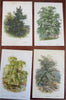 Tree Prints Lot x 15 color chromolithographed c. 1890's Holly Ash Spruce Walnut