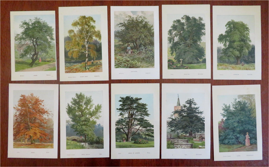 Tree Prints Lot x 10 Chromolithographed c. 1890's Beech Yew Poplar Laurel prints