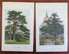 Tree Prints Lot x 10 Chromolithographed c. 1890's Beech Yew Poplar Laurel prints
