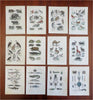 Insects Fish Mammals Birds 1869 Lot x 12 Zoological prints Sharks Camels Giraffe