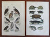 Insects Fish Mammals Birds 1869 Lot x 12 Zoological prints Sharks Camels Giraffe