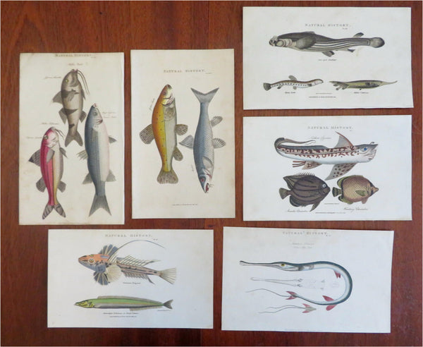 Fish Print Lot x 6 Hand c. 1801-12 engraved print lot original hand color