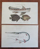 Fish Print Lot x 6 Hand c. 1801-12 engraved print lot original hand color