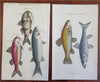 Fish Print Lot x 6 Hand c. 1801-12 engraved print lot original hand color