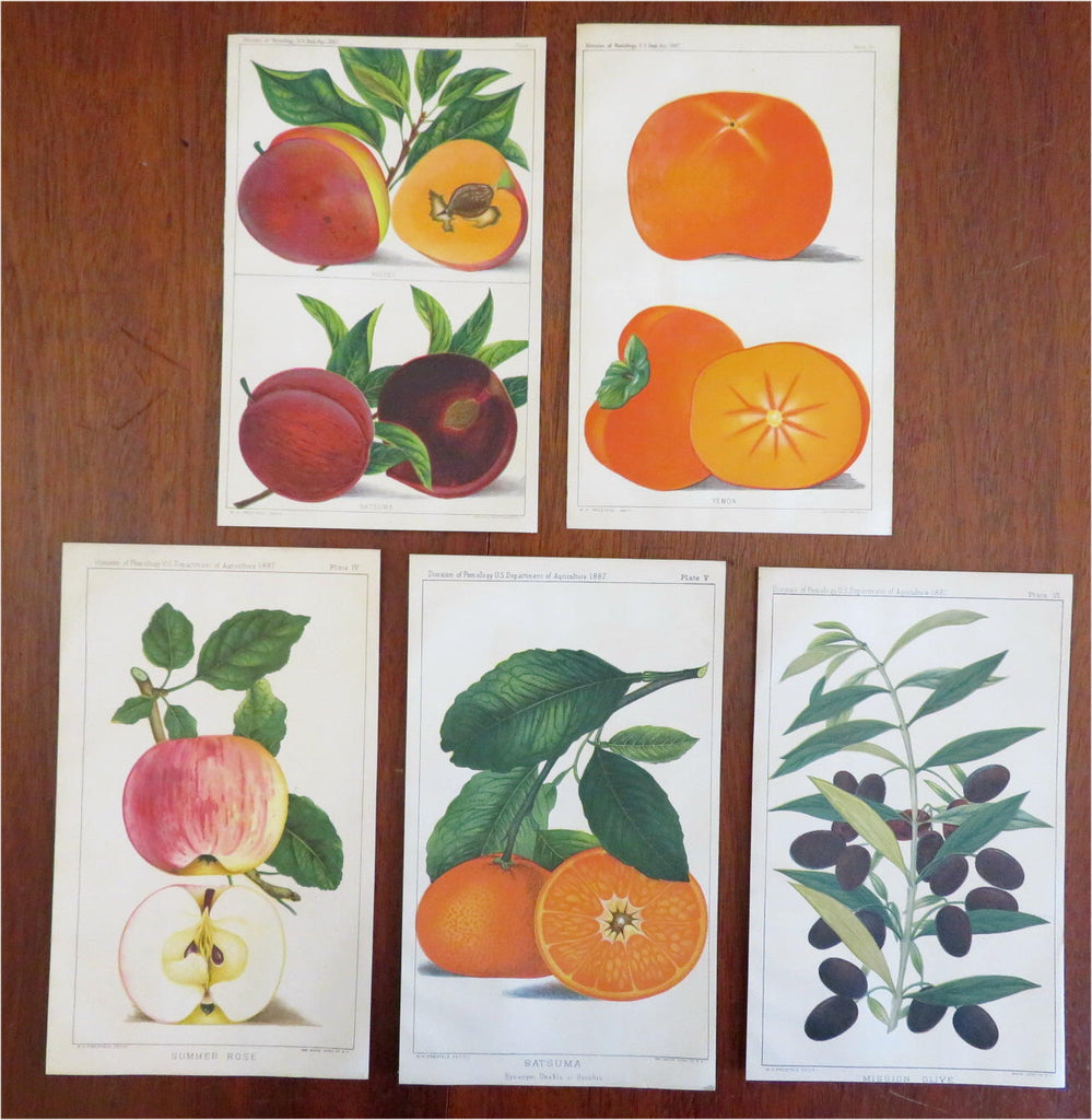 Fruit Varieties Apples Oranges Plums Olives 1887 Lot x 5 color litho prints