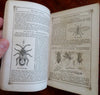 Rural Annual Horticultural Directory 1860 Insects Plants Birds illustrated book