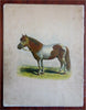 Feet & Wings Four Footed Friends 1870's McLoughlin Bros. pictorial juvenile book
