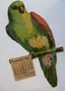 Parrot Varnish Co Decorative 1884 Decorative Calendar bird shaped Promo Item