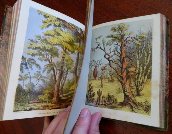 Popular Botany Plants of the World 1855 illustrated leather book 20 color plates