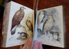 Scripture Zoology Biblical Animals Bears Birds Hippos 1852 Catlow color plates