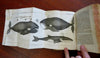 Spitzbergen Whaling Svalbard Age Exploration History Voyages 1716 Frisland book