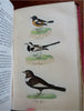 British Birds Mudie's Ornithology Guide 1854 pictorial book 16 color plates