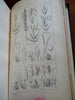 Asa Gray's Lessons in Botany Vegetable Physiology 1887 illustrated leather book
