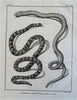 Ophidians Snake Zoological Prints c. 1770 Lot x 6 Didot Hulk engraved prints