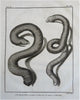Ophidians Snake Zoological Prints c. 1770 Lot x 6 Didot Hulk engraved prints