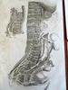 Anatomical Engravings Skeleton Musculature Organs 1795 Lot x 7 Anatomy prints