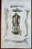 Anatomical Engravings Skeleton Musculature Organs 1795 Lot x 7 Anatomy prints